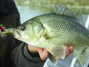 This bass smashed a small herd-bodied lure – great fun on light tackle!
